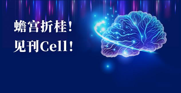 Cell项目文章 | 中国科学家解码人脑多区域时空发育奥秘！